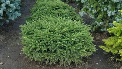 Ель обыкновенная Нидиформис 30/40 Picea abies Nidiformis 3л (Н) — цена в  LETTO