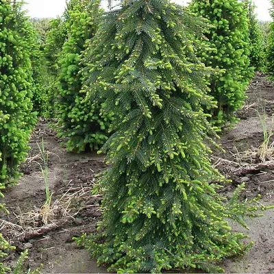 Ель сербская \"Pendula Bruns\" купить в питомнике растений, доставка по  Самаре и Самарской области, саженцы, крупномеры, посадка и уход