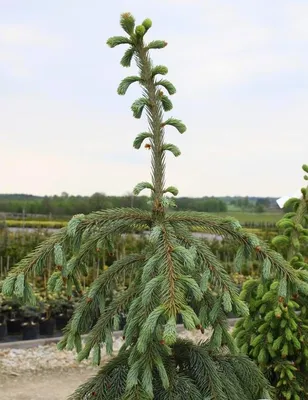 Ель обыкновенная плакучая (Picea abies inversa pendula) Купить в  Симферополе | Садовый центр Фрея, Крым