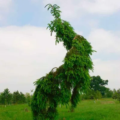 Ель Энгельмана Пендула Picea engelmannii Pendula - «Feel Green»