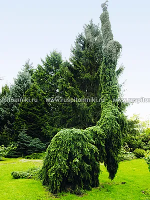 Ель колючая Глаука Пендула (Picea pungens Glauca Pendula) | Питомник  растений Сосны