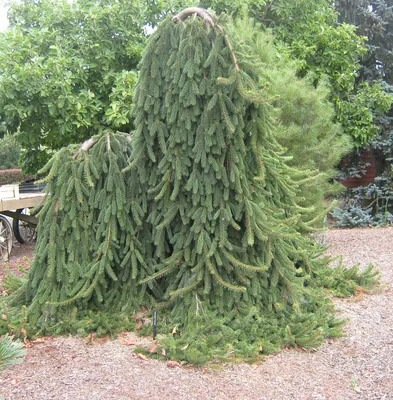 Ель сербская Пендула (Picea Omorika Pendula)