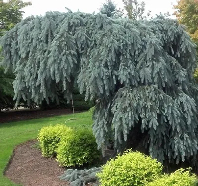 Pendula Bruns