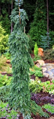 Ель обыкновенная Пендула Майор (Picea abies Pendula Major) C5 — Питомник  Летний сад