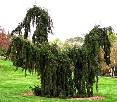 Ель Сербская \"Pendula\" (Пендула), купить в Екатеринбурге