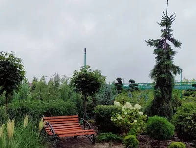 Ель енгельмана Пендула / С10 / h 60-70 / Picea Pendula: продажа, цена в  Харьковской области. Саженцы декоративных деревьев и кустарников от  \"БалСад\" - 1894037600