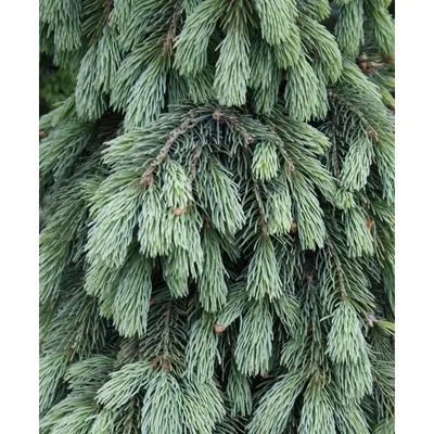 Ель обыкновенная Пендула (Picea abies Pendula)