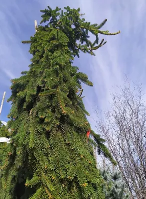 Ель сербская Пендула Брунс Picea omorica Pendula Bruns | Питомник Тайга