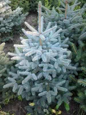 Ель Канадская (Ель Сизая, Picea glauca) саженец, 10 шт. в упаковке в  интернет-магазине VALLES.RU