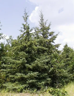 Купить Ель колючая (форма сизая) (Picea pungens) от 5 999 руб. в  интернет-магазине Архиленд с доставкой почтой по Москве и в регионы