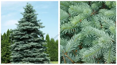 Ель канадская или сизая (Picea glauca) – Хвойные деревья Буква «Е» -  цветочный портал Ваш Сад!