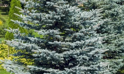 Купить Ель сизая (канадская) Сандерс Блю Picea glauca Sanders Blue - в  питомнике Флорини