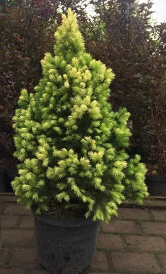 Ель сизая колючая (Picea pungens Glauca): цены, купить в Москве