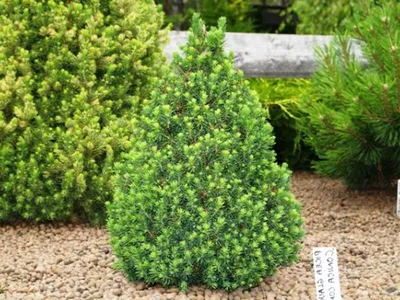 Ель сизая (picea glauca). Описание, фото, сорта – каталог Greenmaster