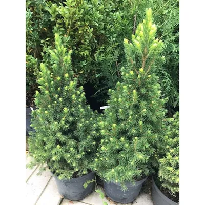 Купить Ель сизая (канадская) \"Глаука Эхиниформис\" (Picea glauca 'Glauka  Echiniformis') от 2 999 руб. в интернет-магазине Архиленд с доставкой  почтой по Москве и в регионы