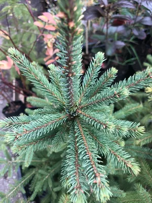 Ель сизая (Picea glauca) - PictureThis