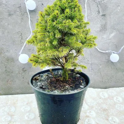 Ель канадская, сизая, белая (Picea canadensis, glauca, alba)