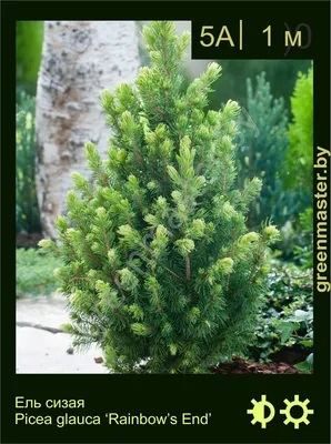 Ель сизая (канадская) 'Echiniformis' (Picea glauca 'Echiniformis') 40-60,  С5 купить в интернет-магазине Гранд Мастер