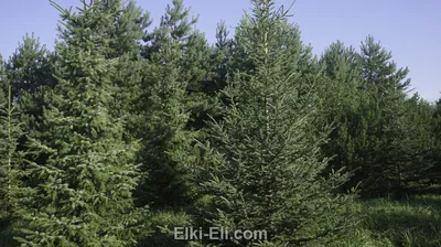 Продажа Picea glauca Daisy's White Ель сизая Белая канадская Дейзис вайт в  Санкт-Петербурге. Купить в СПб