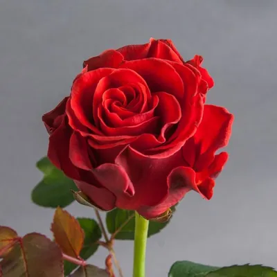 Букет 151 красная роза Эль Торо купить за 20 960 руб. с круглосуточной  доставкой | Мосцветторгком