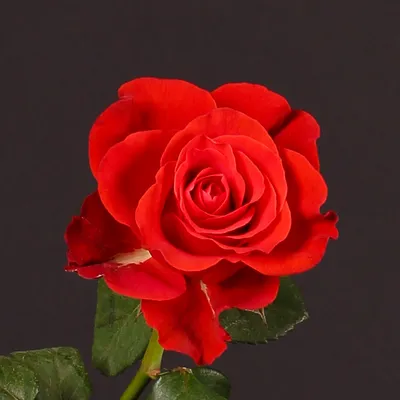51 красная роза Эль Торо (El Toro Medium) | купить недорого | доставка по  Москве и области
