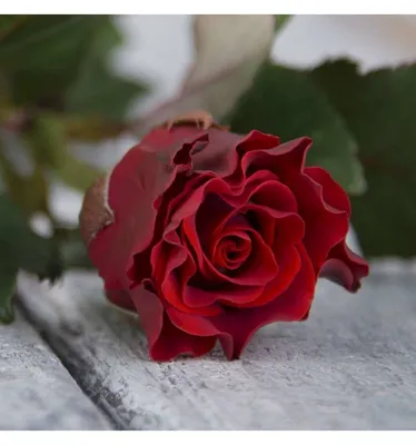 Купить букет из 101 красной розы Эль Торо (El Toro) 70 см в Киеве, заказ и  доставка по Украине - Annetflowers