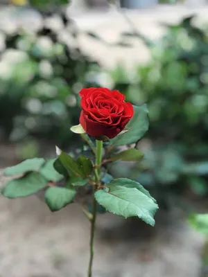 Букет из 31 красной розы \"Эль Торо\" – купить недорого с доставкой по Москве