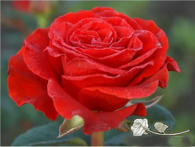 Букет из 29 роз \"Эль торо\" купить в Курске | заказать живые цветы с  доставкой на дом или самовывоз
