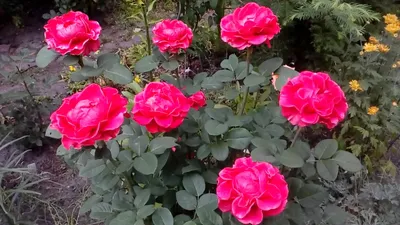 Купить розы Эль Торо оптом по лучшим ценам в Москве - Ступинский тепличный  комбинат Мосроза