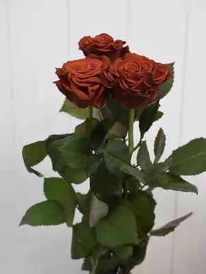 51 red roses El Toro | Flowerkiss