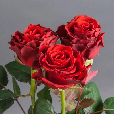 Роза \"El Toro\" купить в питомнике растений с доставкой по Липецку и  Липецкой области, саженцы, выращивание, посадка и уход