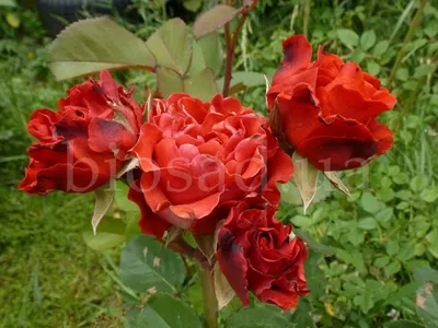 Букет 51 красная роза Эль Торо купить в Киеве: цена, заказ, доставка |  Магазин «Камелия»