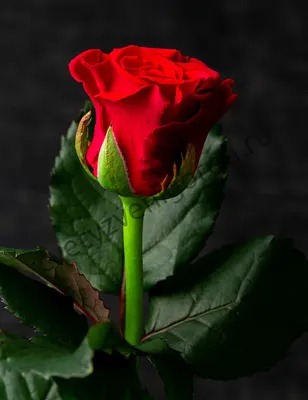 101 красная роза Эль Торо (El Toro Medium)) | купить недорого | доставка по  Москве и области