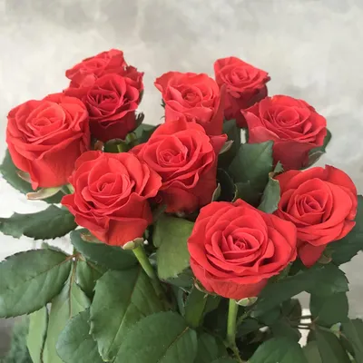 Букет 51 красная роза Эль Торо - Доставкой цветов в Москве! 19074 товаров!  Цены от 487 руб. Цветы Тут