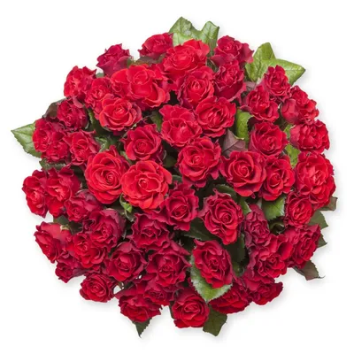 Роза Красная Эль Торо | купить недорого | доставка по Москве и области |  Roza4u.ru