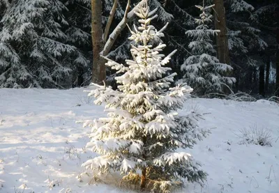 В государственных лесах Латвии можно срубить елку к Рождеству