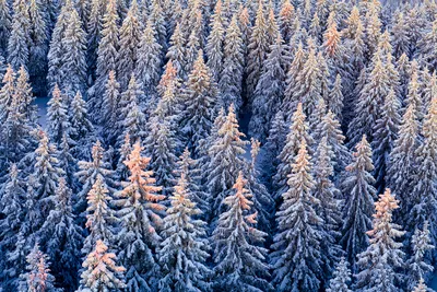 Елки в лесу зимой - 68 фото