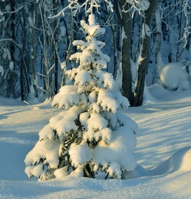 🎄Елки-палки: 15 удивительных фактов про ели, о которых вы не подозревали |  Вокруг Света