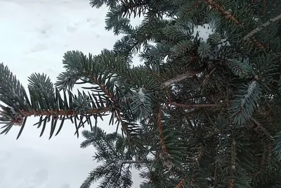 Новогодняя ель в лес из необычных,…» — создано в Шедевруме