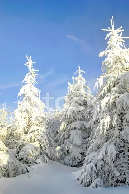 Скачать 3840x2160 ель, лес, туман, деревья, ветки обои, картинки 4k uhd 16:9