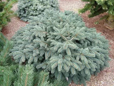 Ель колючая 'Вальдбрун'. (Picea pungens 'Waldbrunn') контейнер С5 купить в  интернет-магазине ЦВІТСАД с доставкой по Украине