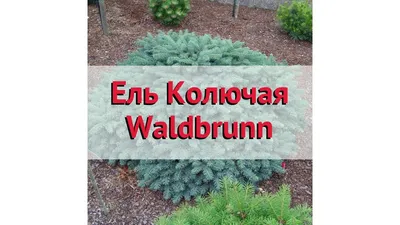 Ель колючая Waldbrunn (Вальдбрун) - Зеленый сад