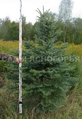 Ель Колючая Waldbrunn - купить по цене от 7000 руб с доставкой по Москве -  интернет магазин Спелов