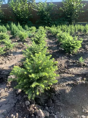 Купить Ель обыкновенную Вальдбрун 🌲 в Москве по цене от 860 руб.