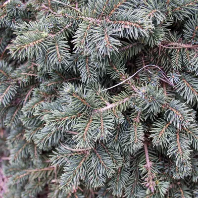 Picea pungens 'Waldbrunn', Ель колючая 'Вальдбрунн'