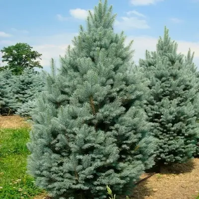 Екатерининские сады\" - Ель колючая Глаука Глобоза (Picea pungens 'Glauca  Globosa')