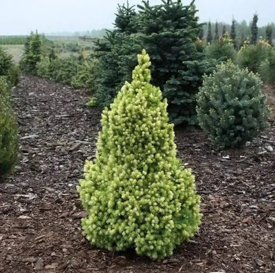 Ель Колючая Вальдбрун (Picea Pungens Waldbrunn) 13 См — Купить на BIGL.UA ᐉ  Удобная Доставка (1475419269)
