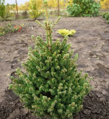 Ель обыкновенная Вилс Цверг (Picea abies Will's Zwerg) Хвойный кустарник  небольшого размера с узкой кроной правильной формы. В высоту… | Instagram