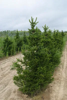 🌲 Ель европейская Вилс Цверг - Picea abies Will's Zwerg 🚀 Доставка и  посадка в Санкт-Петербурге и Ленинградской области 1 день⠀ 🤝 Узнайте цену  и забронируйте первыми - напишите или позвоните нам,