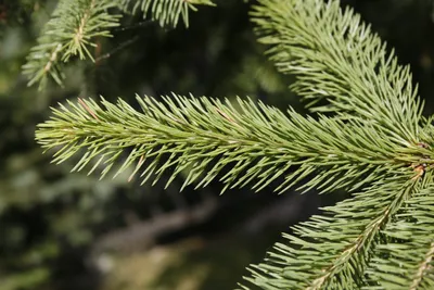 Ель Вильсона (Picea wilsonii) - PictureThis